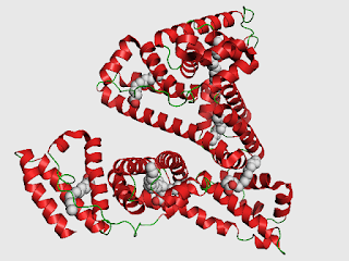 İnsan serum albuminin şematik gösterimi, 6 palmitik asit molekülüne baglanmış haliyle