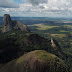 Pau-Brasil de 600 anos é encontrado no Nordeste; veja a imagem