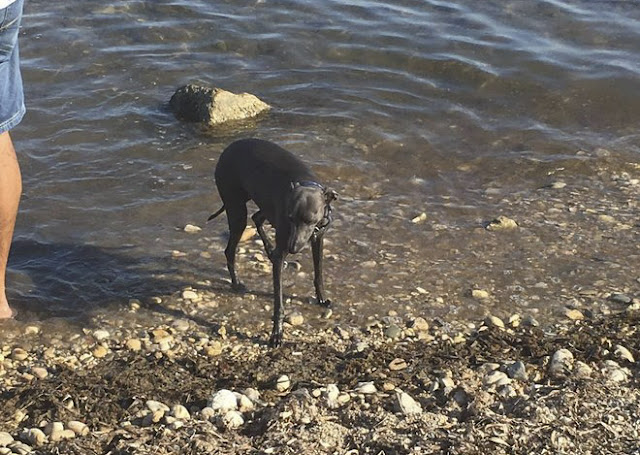Muere un galgo tras beber agua en una playa para perros