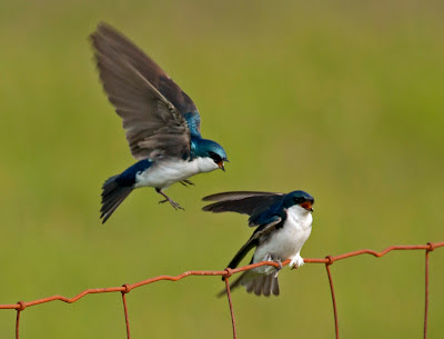 Two Tree Swallows one flying and one perched on a rusty red wire fence