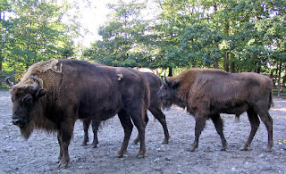 Avrupa bizonu (Bison bonasus)