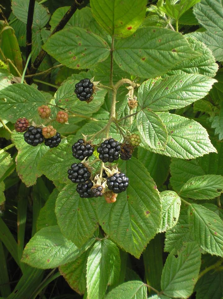Hedgerow Harvest Brambles Life on Pig Row