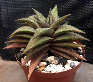 Haworthiopsis