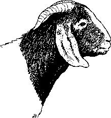 Boer Goat History