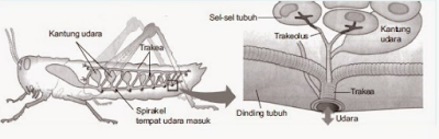 cara kerja organ pernapasan pada serangga www.simplenews.me