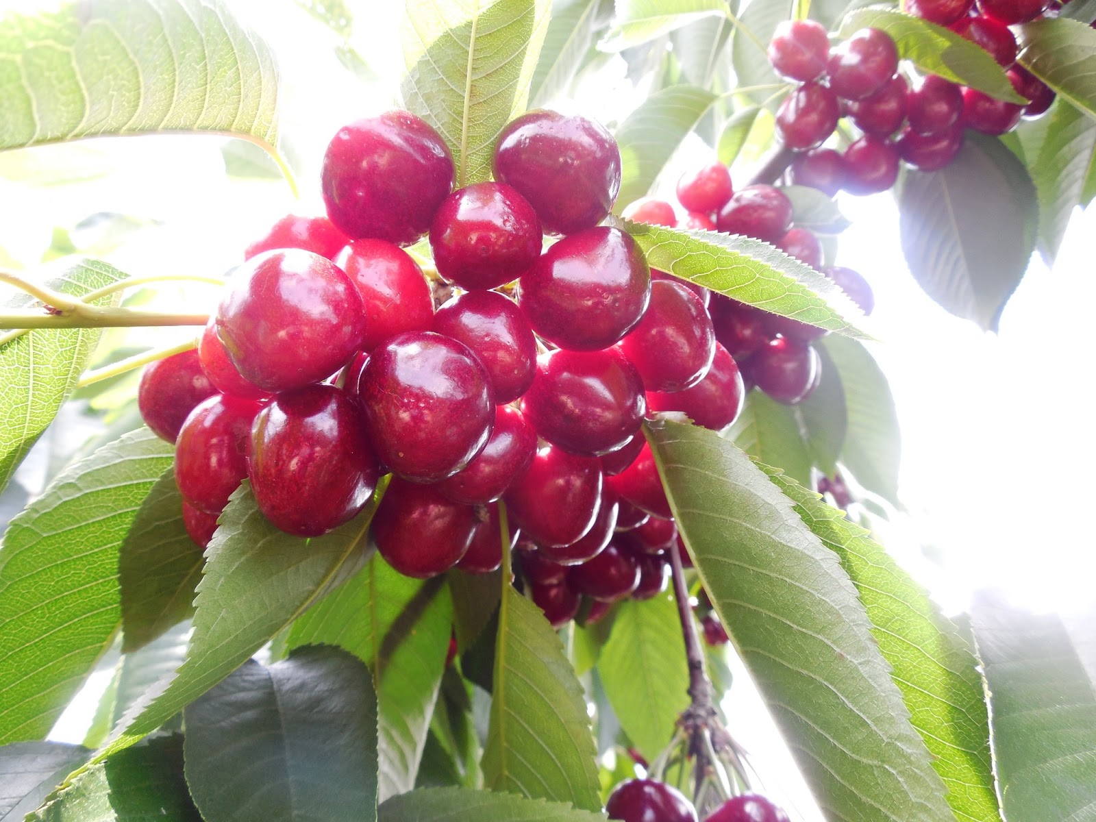 West Michigan Cherry Picking The Nutritionist Reviews