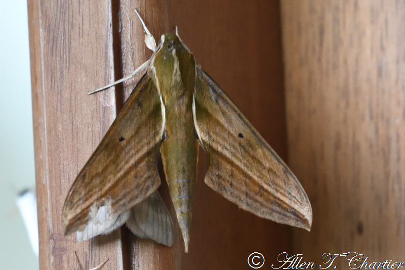 Types Of Moths Michigan