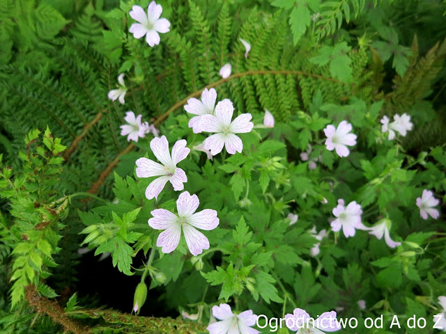 Bodziszek okswordzki 'Katherine Adele' Geranium x oxonianum 'Katherine Adele'