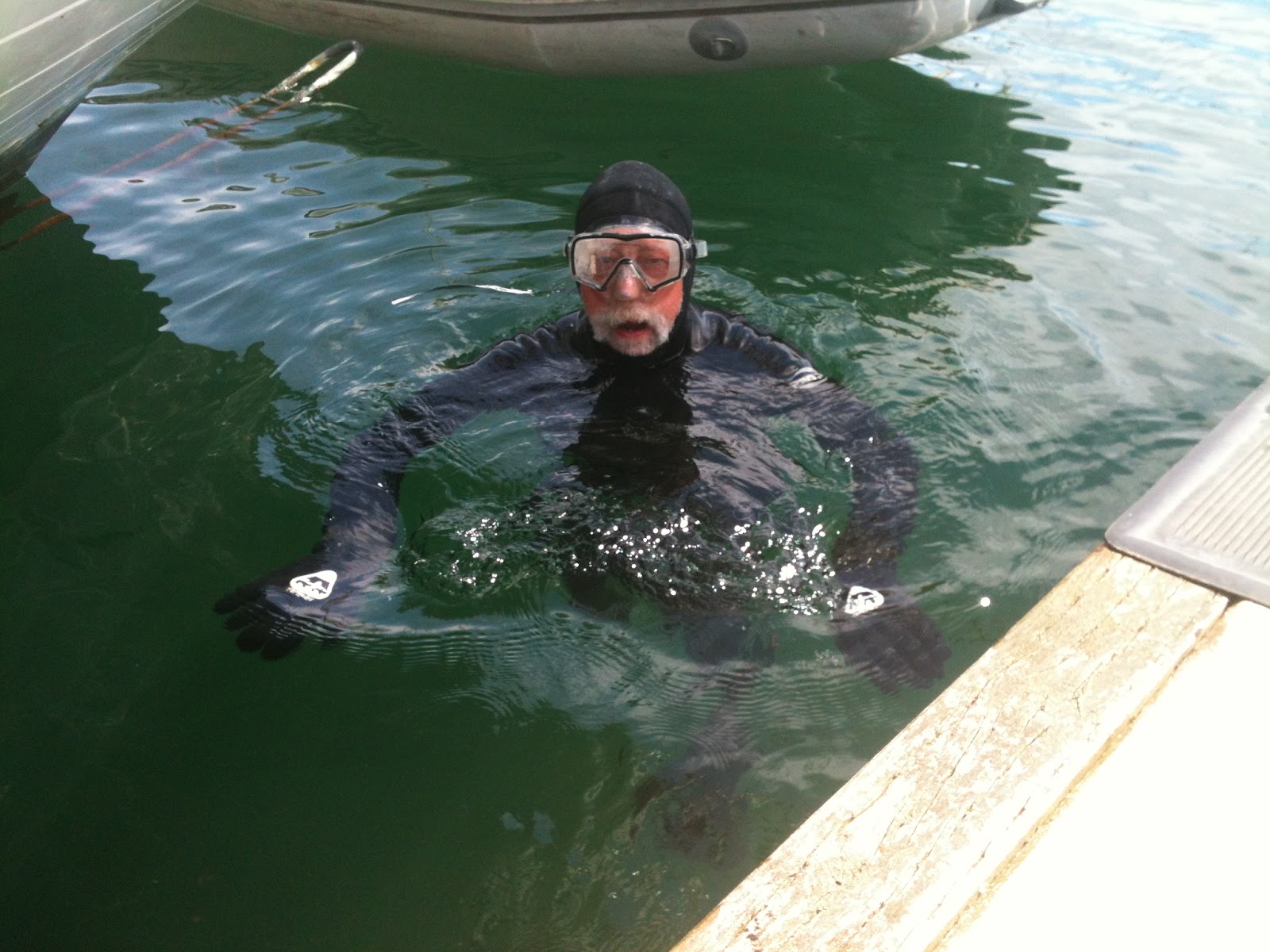 Windborne in Puget Sound: Walrus sighting!