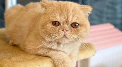 LES PLUS BELLES PHOTOS DE CHATS ROUX SONT ICI