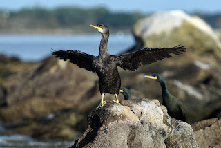 adultes et jeunes grands cormorans se reposent sur un îlot du golfe du Morbihan