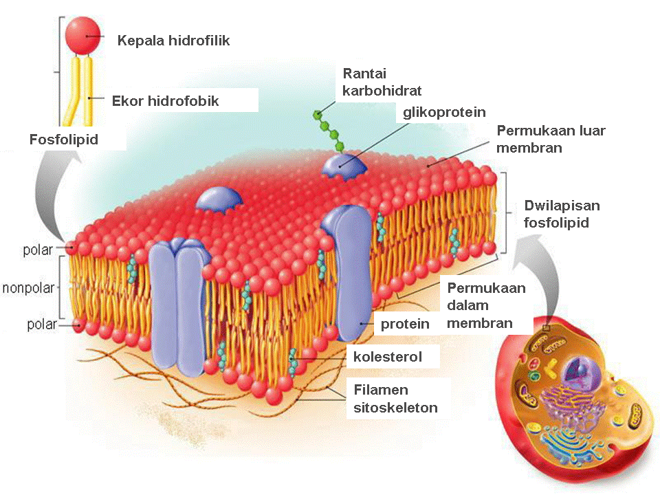Biologi Form 4 Bab 3