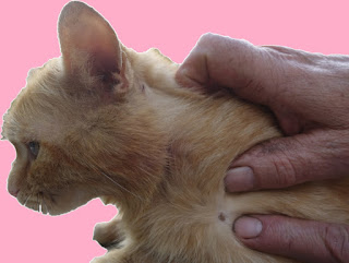 Fakta Kutu Kucing Pada Manusia dan Cara Menghilangkan Secara Aman
