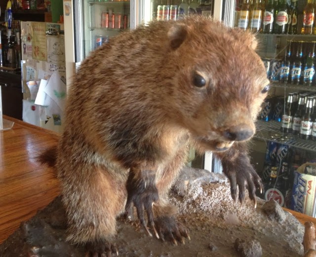 Postcards And Road Trips Unadilla Bill, Nebraska's Official Groundhog