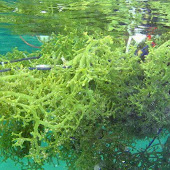tumbuhan laut kolagen 100% asli
