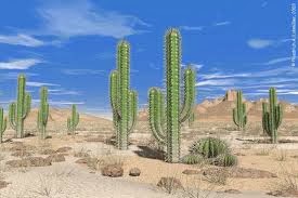 Cara kaktus beradaptasi