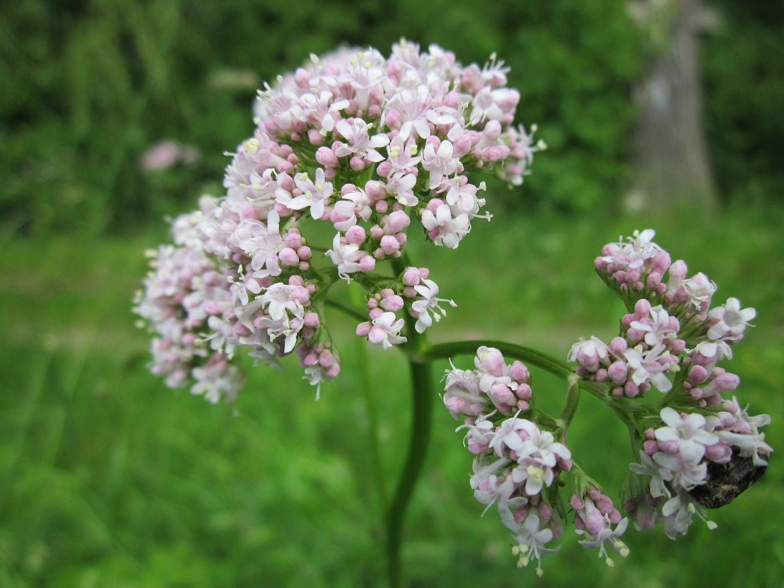 How To Do Grow Valerian Herbs In Home Garden