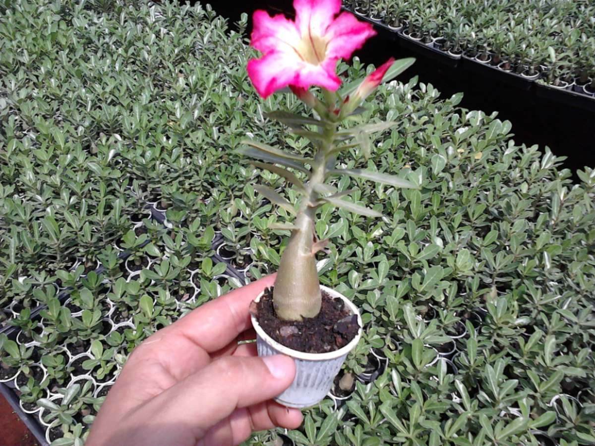 Rosa-do-deserto - Adenium obesum