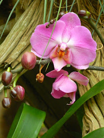 Pink Phalaenopsis Moth Orchid Centennial Park Conservatory by garden muses-not another Toronto gardening blog