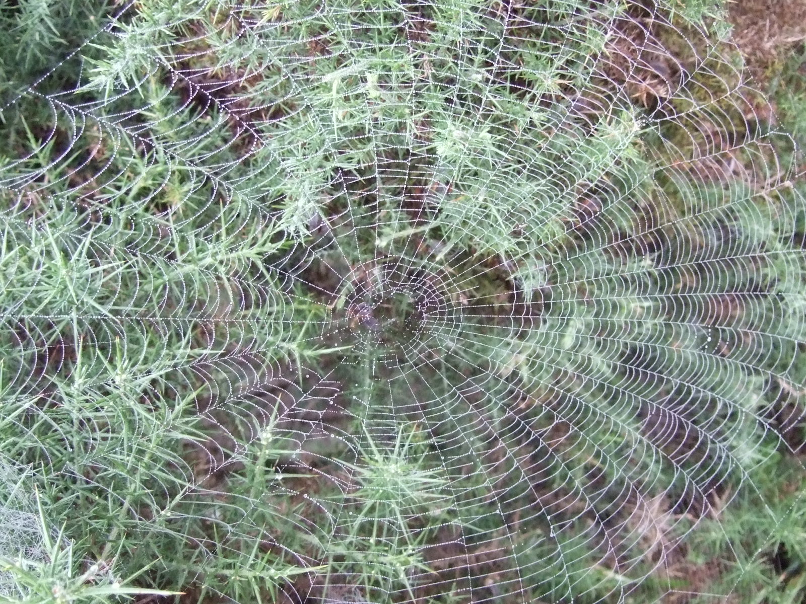 Dartmoor Ramblings: AUTUMNAL WEBS AND THE END OF THE HOLIDAYS