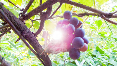 Uvas rojas maduras wallpapers