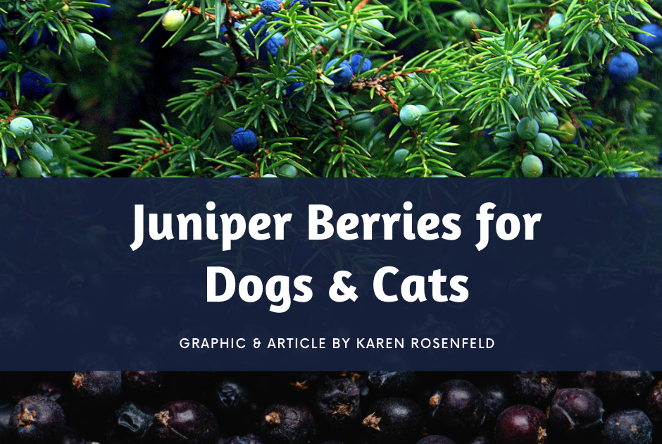 Are Juniper Berries Bad For Dogs