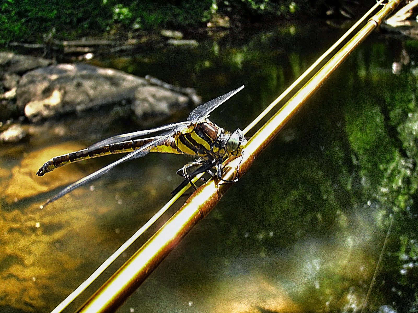 Feather Chucker: Dragonflies Love Fly Rods