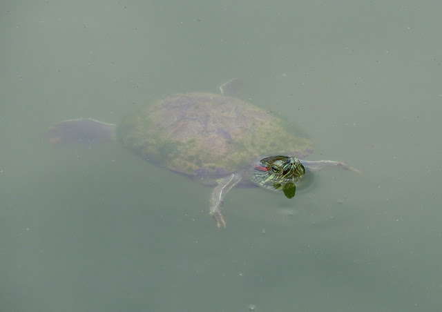 Terrapin - Singapore Botanic Gardens
