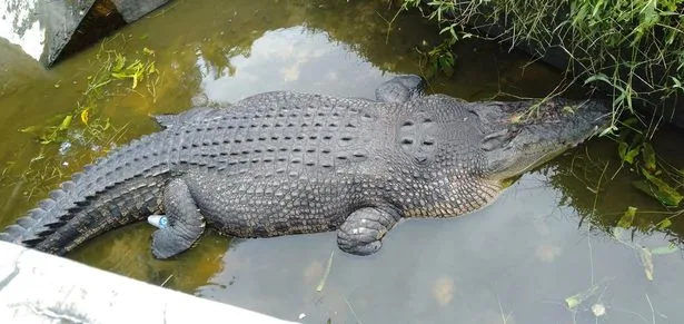 crocodilo-come-cientista-viva-2