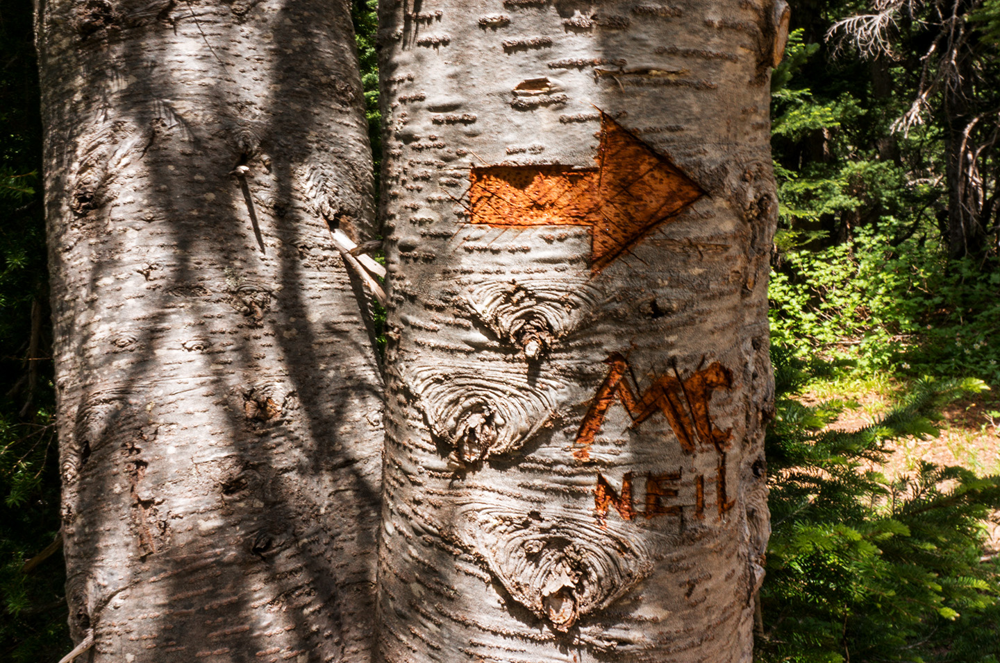 Top Spur to McNeil Shelter A Father's Day Hike Oregon Hikers