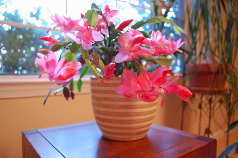 The Indoor Garden: About the Thanksgiving Cactus