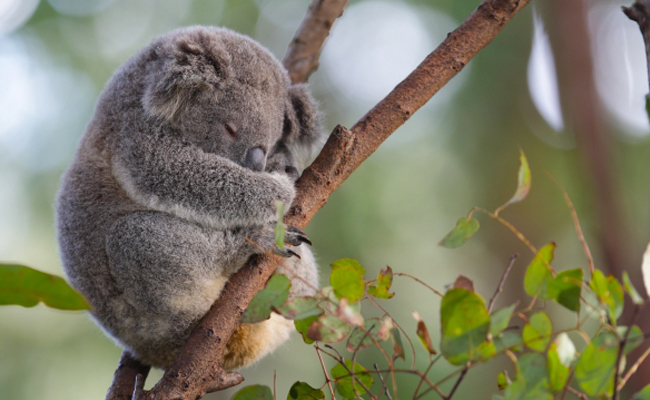 10 Cutest Animals In The World That You Have To See Omgup