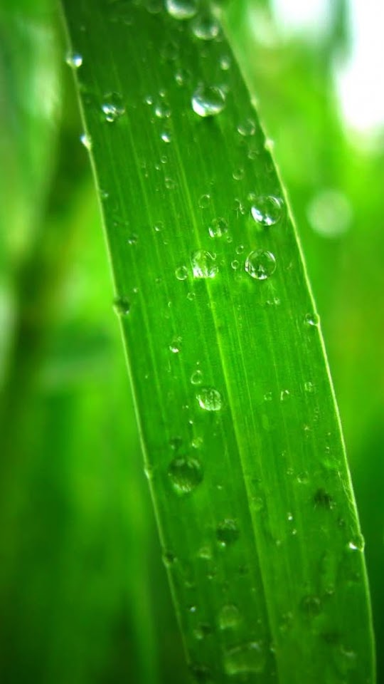 Dew On Grass Thread Closeup  Android Best Wallpaper