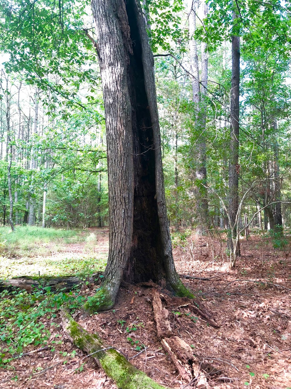 Places-Hiking the Peninsula Trail at Harris Lake in New Hill NC