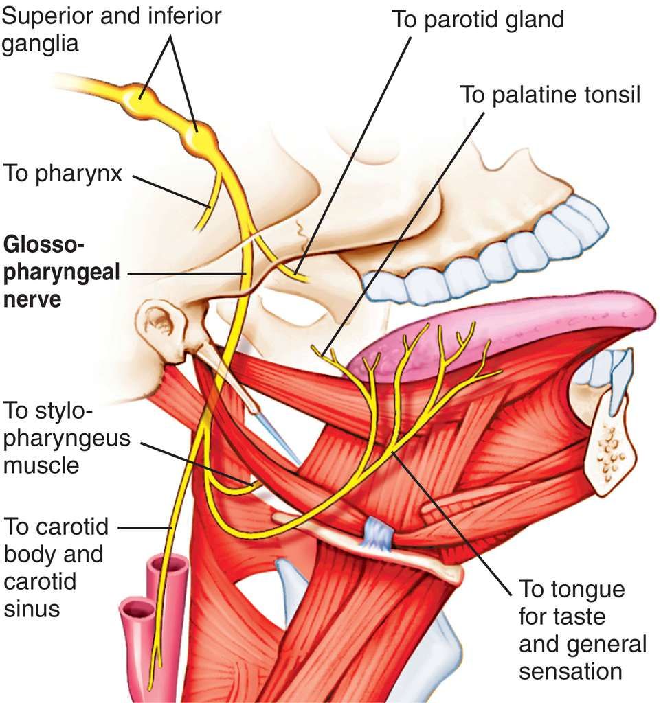 Лицевой языкоглоточный нерв. Nervus glossopharyngeus схема. Языкоглоточный нерв анатомия. Языкоглоточный нерв (n. glossopharyngeus). Ядра nervus glossopharyngeus.