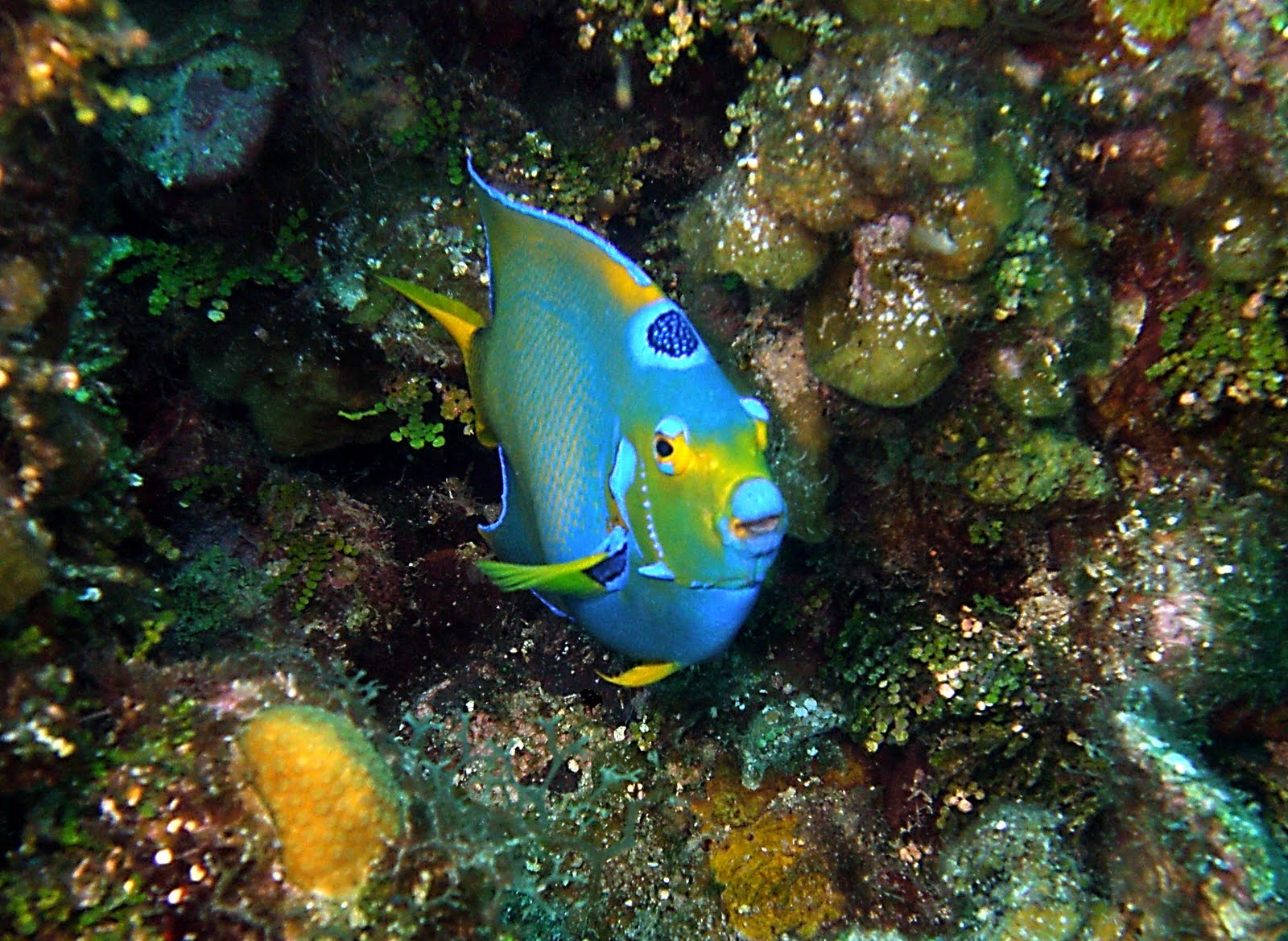 Iluminación Profunda: Pez angel reina (3) (Roatan, Honduras)