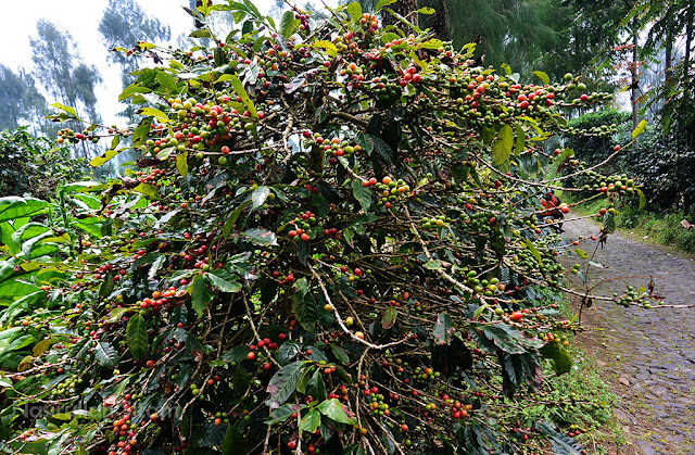 Salah satu pohon kopi yang subur