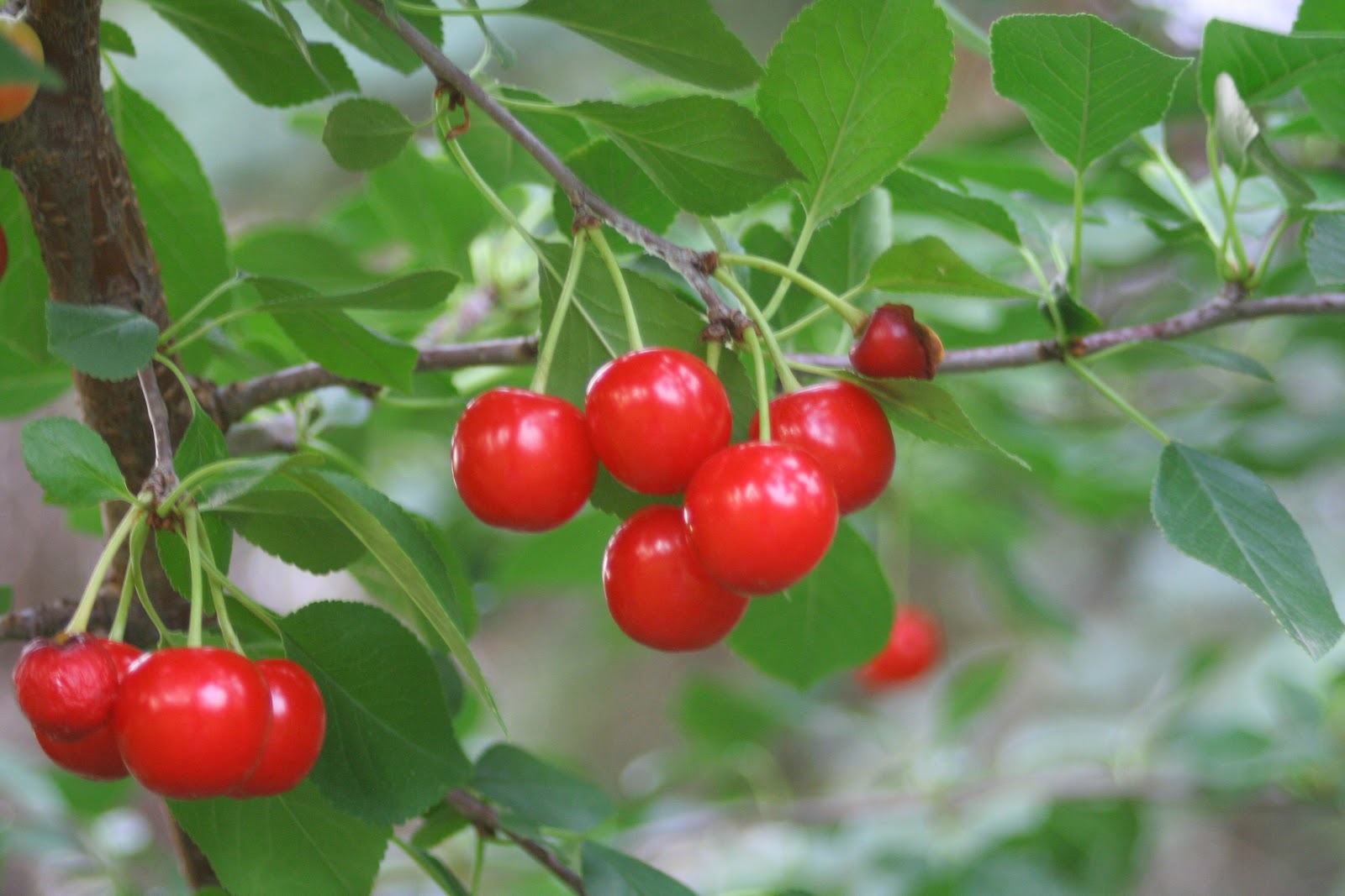 The Full Circle Gardener Plant of the Week Evans Cherry