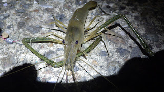 テナガエビ 旧江戸川