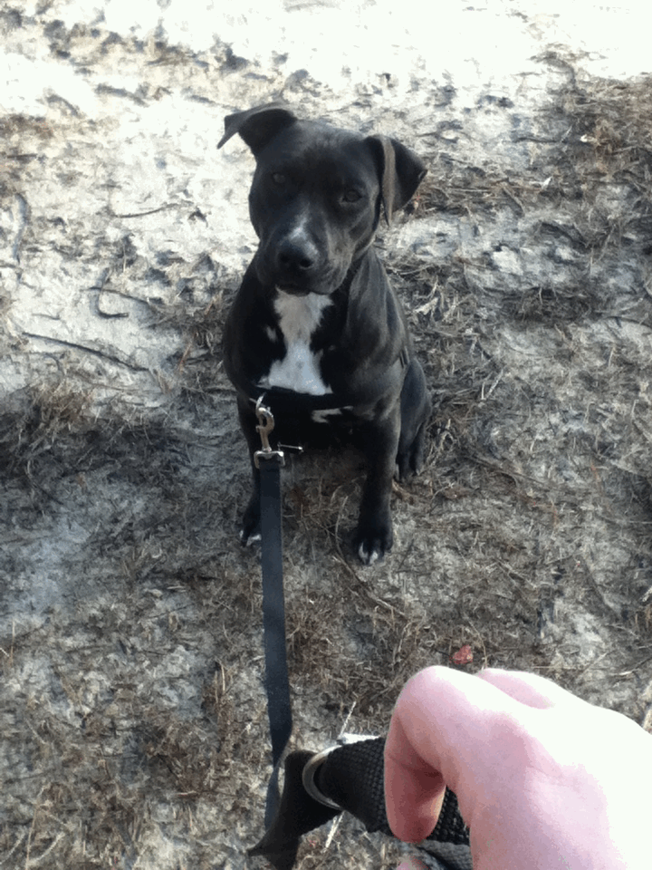 Humane Society of Eastern Carolina Love Your Dog? Leash Your Dog!