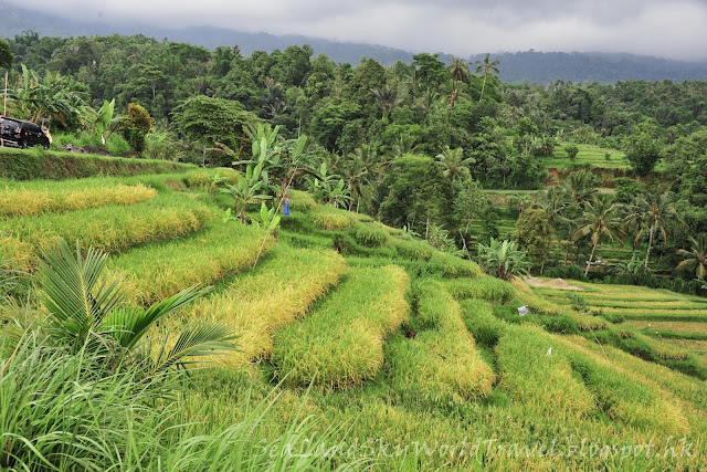 Jatiluwih rice terrace, bali, 峇里