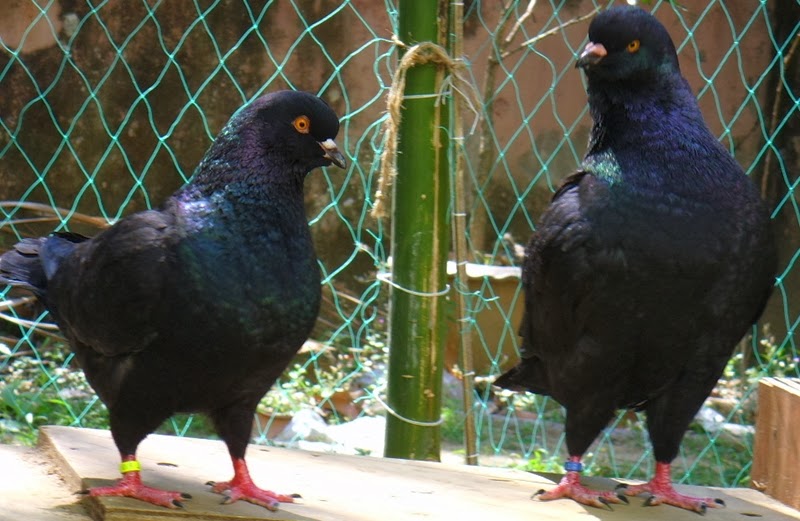 Pakhinir Black King Pigeon