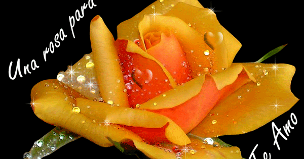 Imagenes De Rosas Bonitas Con Frases De Amor