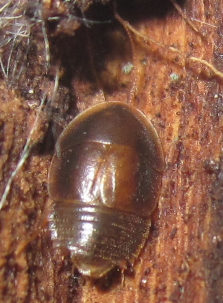 Myrmecoblattawheeleri%252315.JPG