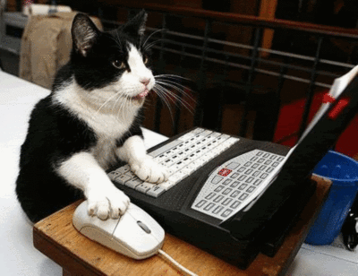 Gambar Kucing Bergerak Lucu Main Komputer