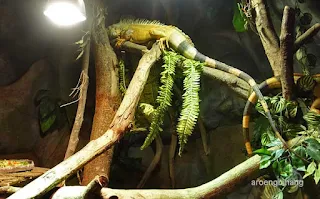 jakarta aquarium neo soho