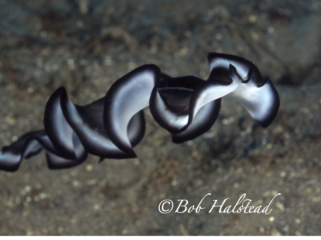 flat worm flat worm