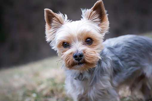 American’s Most Favorite Dog Breeds