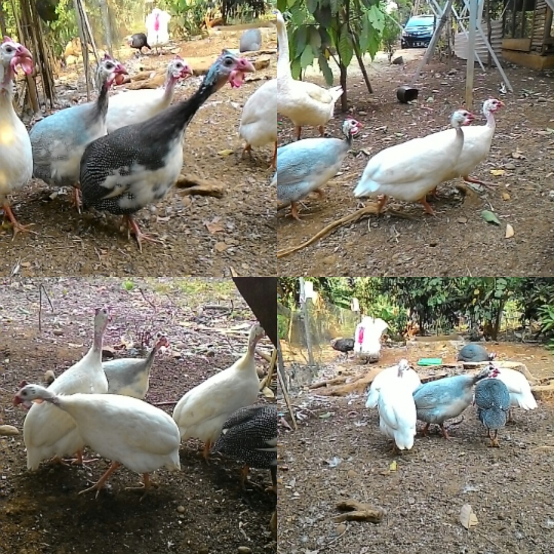 Apa Itu Ayam Yokere