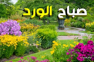 صور صباح الورد,  صباح الخير, صباح الورد